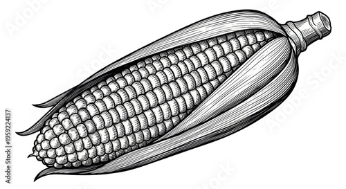 Vintage Corn Cob Illustration