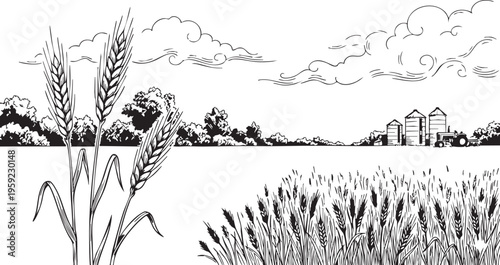 Rural farm landscape vector illustration depicts a panoramic agricultural scene showcasing a lush wheat field with individual grain stalks prominently detailed in the foreground complemented