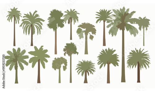 Date palm vector collection with Canary Island date palm illustration set