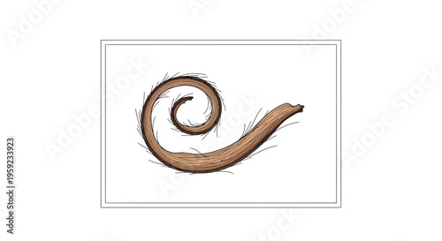 Curled Tail of a Mammal with Fine Hairs, Isolated on White Background