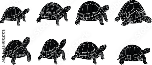 Set of turtle silhouettes in various poses detailed shell patterns isolated black vector illustration wildlife reptile collection design elements graphic