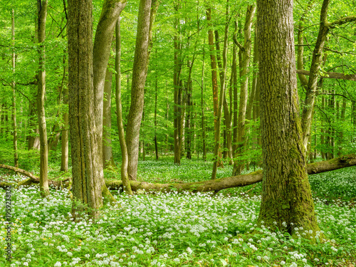 Sunny Natural Green Forest in Spring, Wild Garlic in Bloom covering the ground, Hainich National Park, Germany
