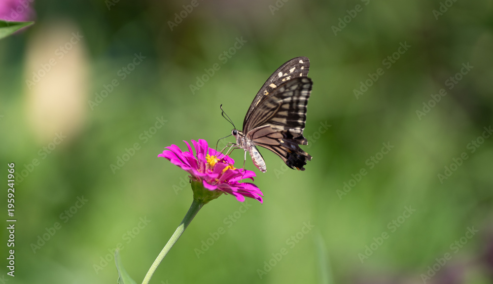 Fototapeta premium 花の蜜を吸うアゲハチョウ 