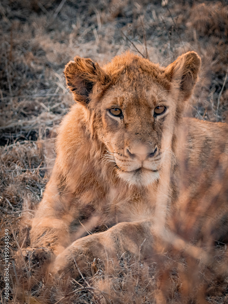 Fototapeta premium Close up portrait of lion cub in natural habitat, African wildlife safari