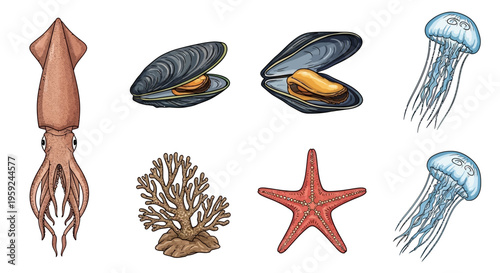 Educational Illustration of Marine Life Featuring Squid, Mussels, Starfish, and Jellyfish
