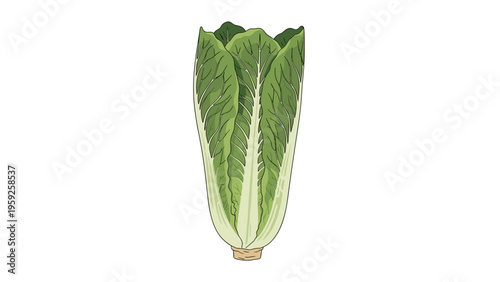 Fresh green Romaine lettuce head with long detailed leaves and a white base isolated on a plain white background.