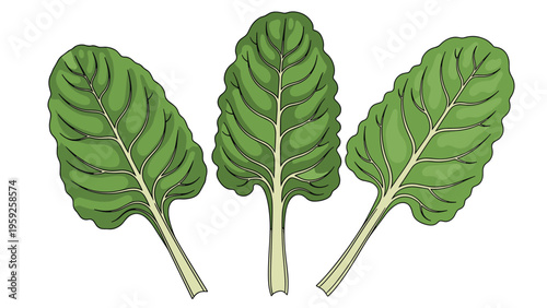 Three fresh green chard leaves with prominent veins are displayed neatly on a white background for a healthy food concept.