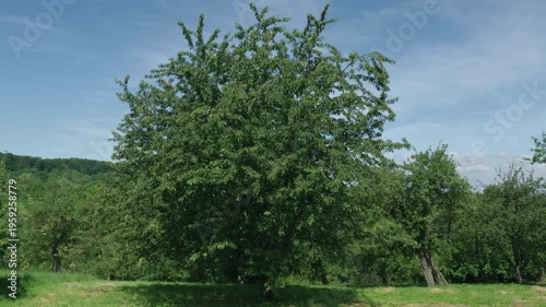 Large old cherry tree on traditional meadow orchard in summer,