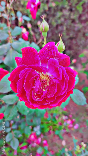 Red Rose