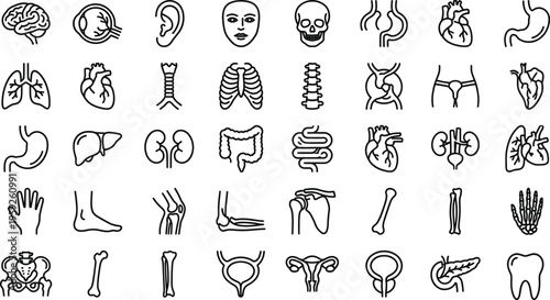 Human anatomy organs and bones medical outline icon set with brain heart lungs skeleton digestive system healthcare education illustration