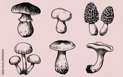 A set of hand drawn vintage style forest mushrooms isolated on a background