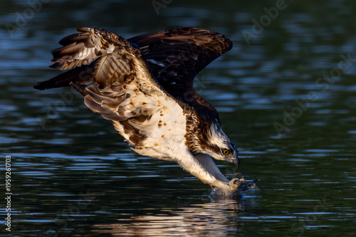 The beautiful flight characteristics of Osprey in Thailand.