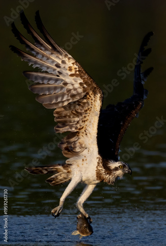 The beautiful flight characteristics of Osprey in Thailand.