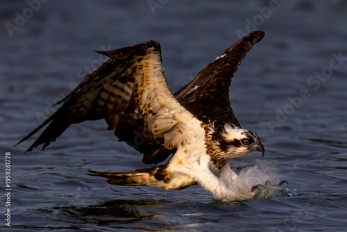The beautiful flight characteristics of Osprey in Thailand.