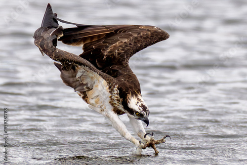 The beautiful flight characteristics of Osprey in Thailand.
