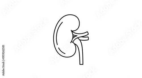 Kidney Icon Vector Illustration - Simple Outline Medical Organ Symbol