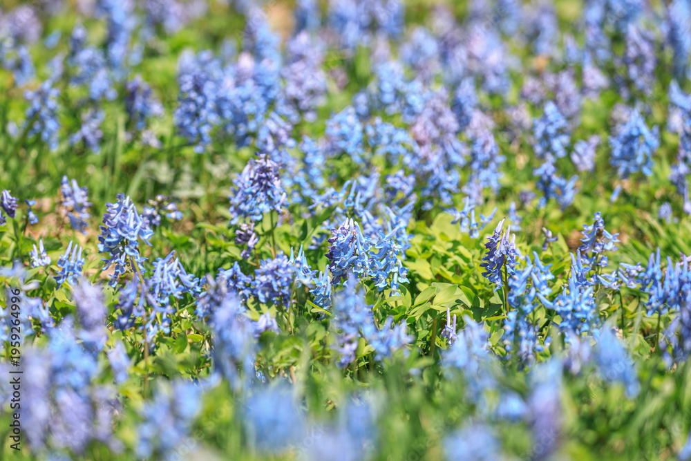 Obraz premium 北海道芦別市、旭ヶ丘公園を優しく彩るエゾエンゴサク【4月】