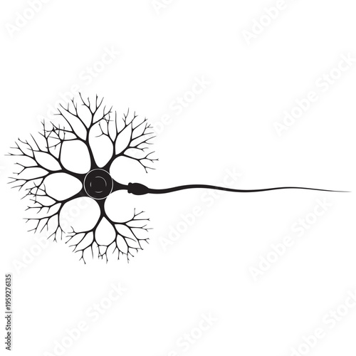 Human neuron cell diagram scientific illustration with dendrites and axon isolated on transparent background