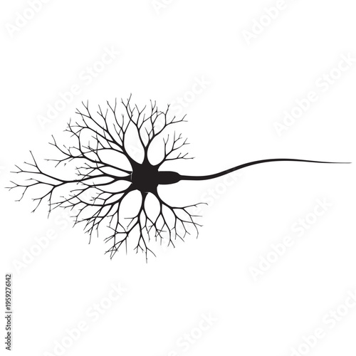 Neuron cell silhouette black scientific illustration for neuroscience biology isolated on transparent background