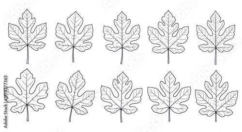 Fig Leaves Pattern, Hand Drawn Botanical Illustration, Black and White Outline Art