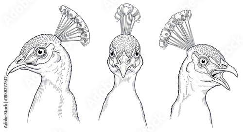Peacock Head Illustrations - Three Views: Profile, Front, Open Beak