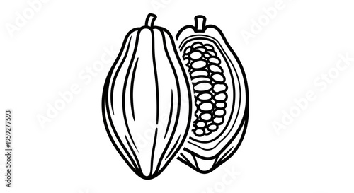 Cocoa Pod Outline, Whole and Halved, Showing Seeds