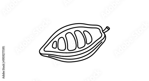 Cocoa Pod Cut Open Showing Seeds and Pulp, Line Art Illustration