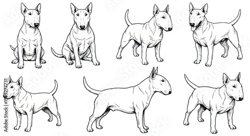 Bull Terrier Dog Poses Collection Sketch Drawing