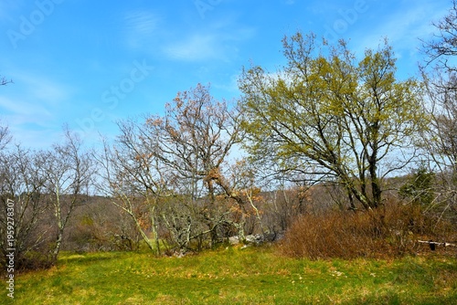 Green meadow at Kras, Primorska, Slovenia with trees in springtime