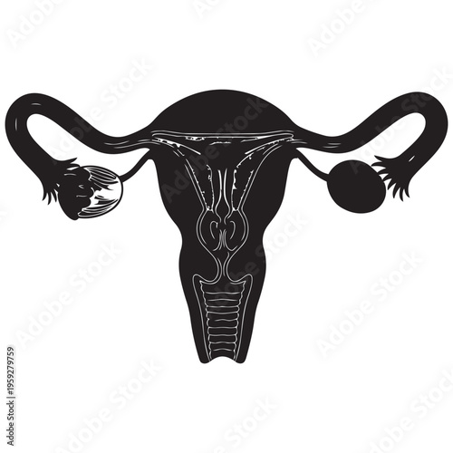 Female reproductive system silhouette vector icon for anatomy, medical, health isolated on transparent background