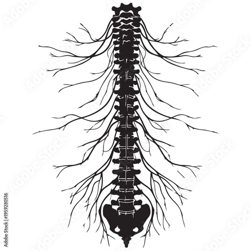 Human spinal cord nerves medical illustration anatomy diagram isolated on transparent background