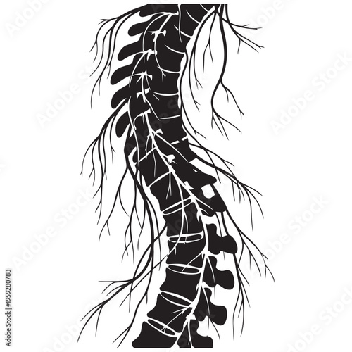 Human spine silhouette vector illustration with nerves, medical anatomy concept isolated on transparent background