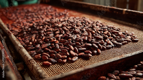 Roasted cacao beans drying on a tray in a production facility
