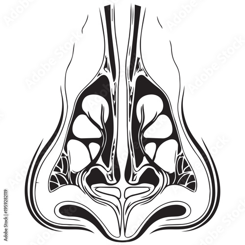 Human nose anatomy medical illustration vector line art for science education isolated on transparent background