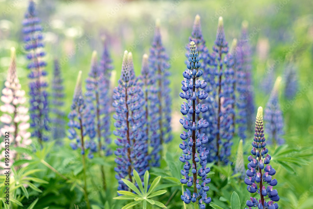 Obraz premium Blooming lupine flower (Lupinus), lupine field with pink purple and blue flowers.
