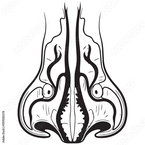 Human nose anatomy line art illustration for medical education diagram isolated on transparent background