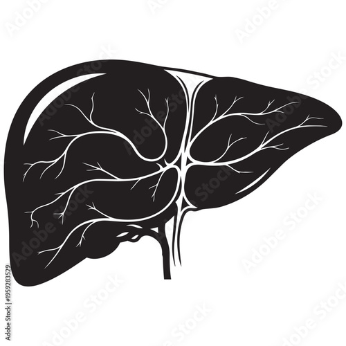Human liver silhouette medical icon vector graphic for anatomy, health, and healthcare isolated on transparent background