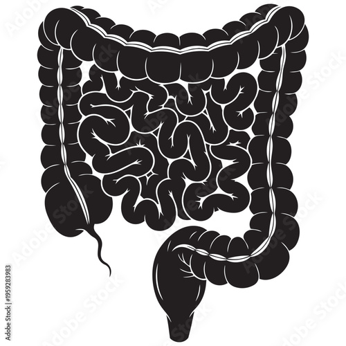Human intestines black silhouette vector illustration for medical anatomy diagram isolated on transparent background