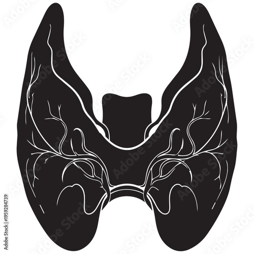 Human thyroid gland silhouette anatomy medical illustration for health education isolated on transparent background