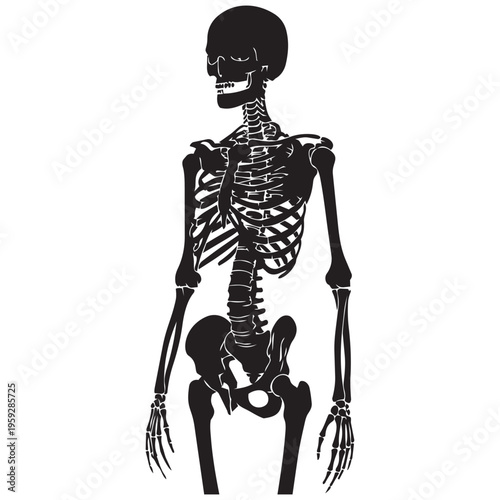 Human skeleton black silhouette vector art for medical anatomy and science education isolated on transparent background