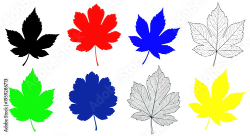 Colorful maple leaf collection: silhouette, sketch, and solid colors