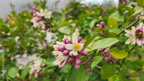 Beautiful white flowers with purple-tinged buds, which are characteristic of a citrus a lemon tree in April