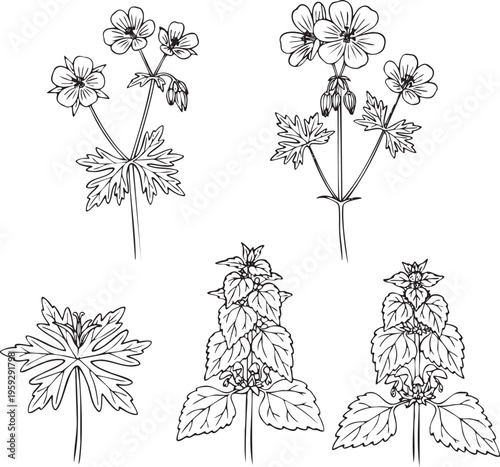 Line art illustration Set of Geranium robertianum and Lamium maculatum flowering frontal black outline on white background.
