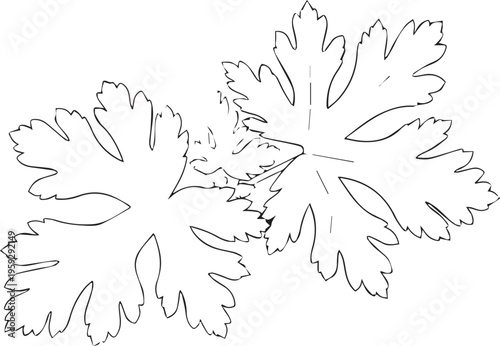Botanical leaf outlines, vector foliage, leafy illustrations, black and white plant graphics