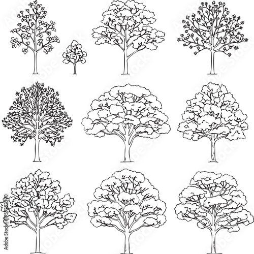 Line art illustration Set of Swida walteri (Cornus walteri, Walter's dogwood) frontal street trees black outline on white background.