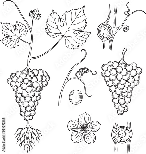 Line art illustration Set of Vitis vinifera (the common grape vine) frontal detailed botanical drawing, black outline on white background.