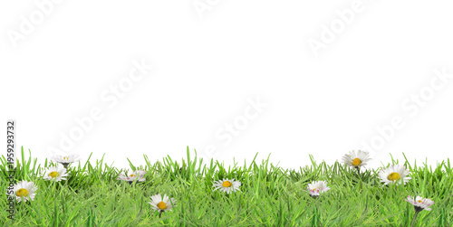 Beautiful daisies growing among green grass against white background, banner design. Spring flowers