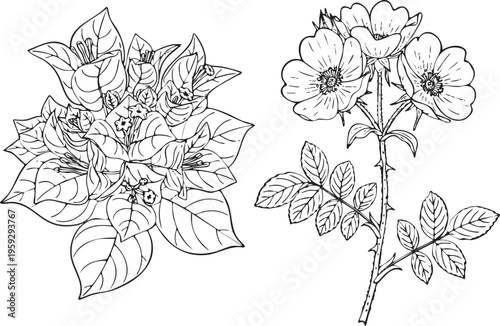 Line art illustration Set of Bougainvillea glabra and Rosa setigera blossoming frontal detailed botanical drawing, black outline on white background.