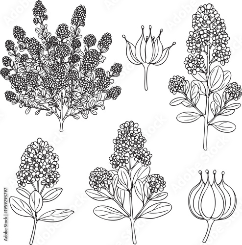 Line art illustration Set of California lilac (Ceanothus, buckbrush, soap bush, or just ceanothus) frontal black outline on white background.