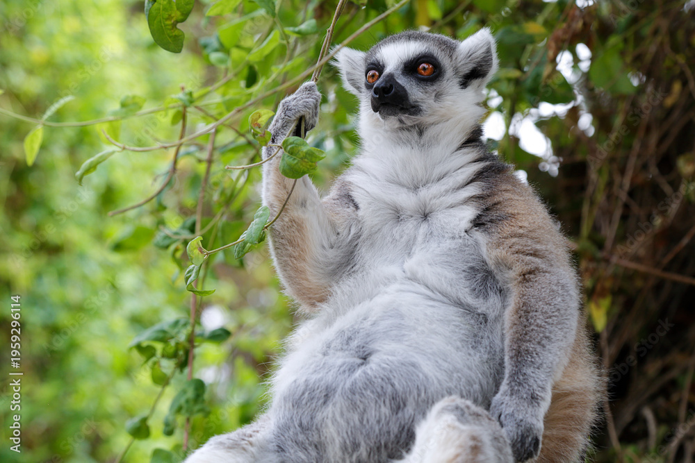 Fototapeta premium A ring‑tailed lemur resting on a tree branch surrounded by lush green foliage, with vivid detail and expressive eyes.